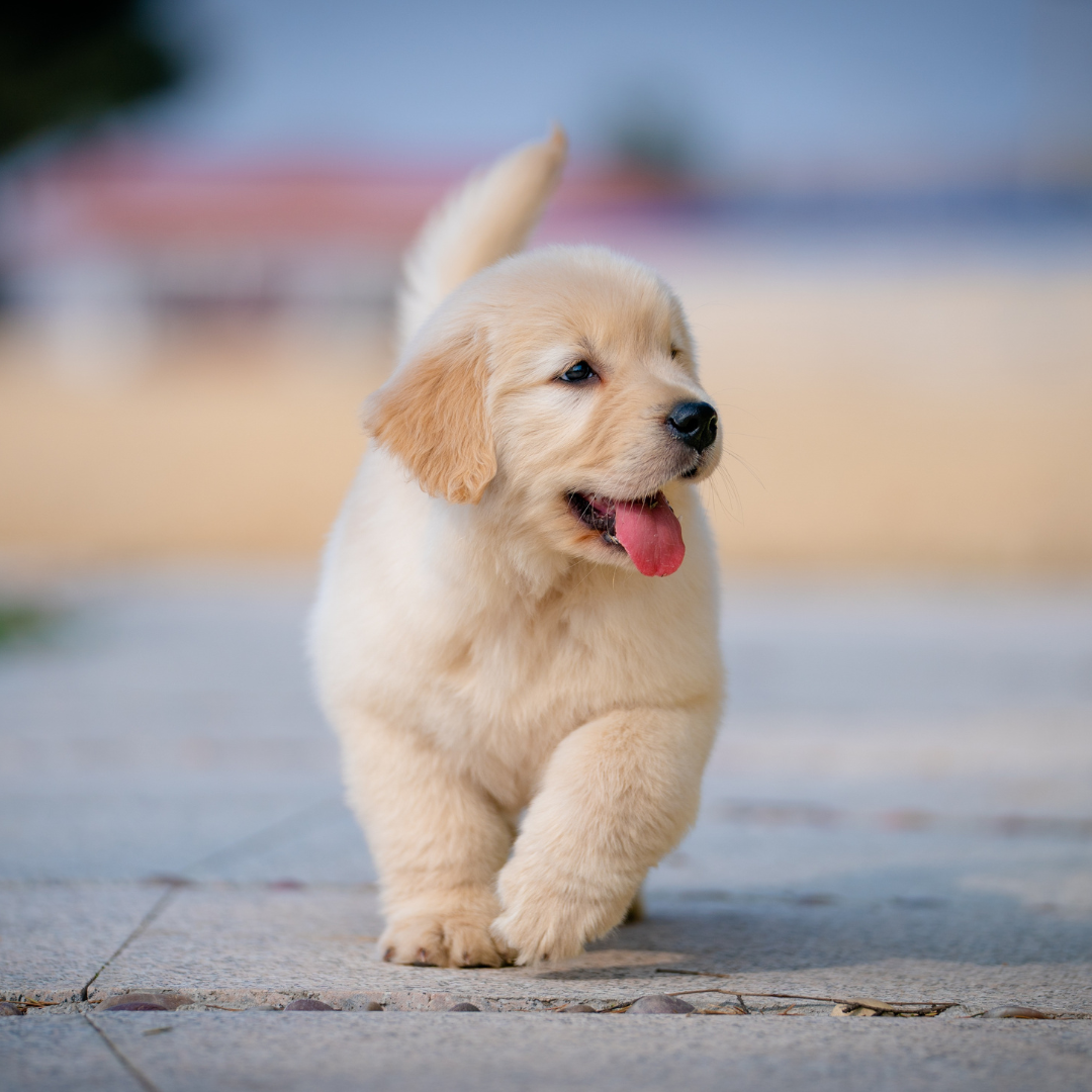 Microchippatura gratuita