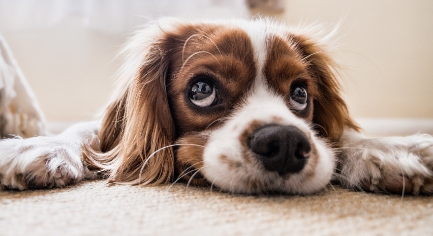 Microchippatura gratuita dei cani Microchippatura gratuita dei cani