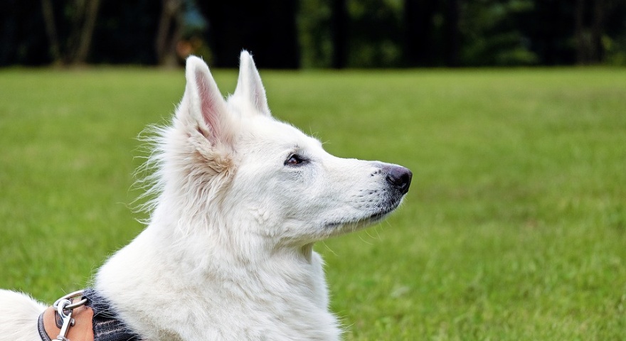 Microchippatura gratuita per i cani Microchippatura gratuita per i cani