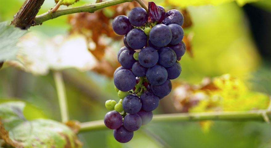 Borgate, divieto di utilizzo alimentare dell'acqua Borgate, divieto di utilizzo alimentare dell'acqua