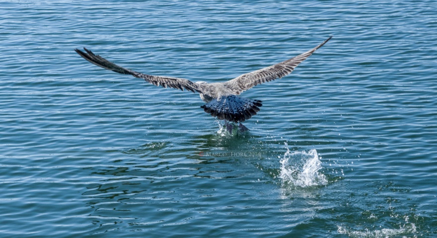 Accordo con l’Ente Foreste per Maria Pia Accordo con l’Ente Foreste per Maria Pia